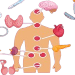 Endocrinologue