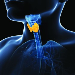 Thyroïde